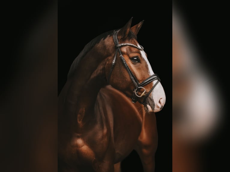 Hanoverian Gelding 4 years 16 hh Bay-Dark in Bad Homburg vor der Höhe