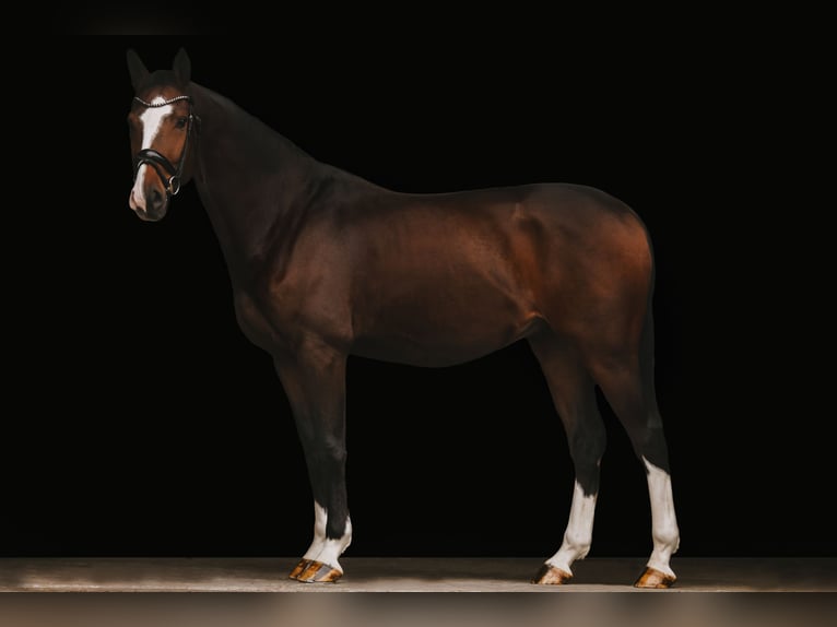 Hanoverian Gelding 4 years 16 hh Bay-Dark in Bad Homburg vor der Höhe