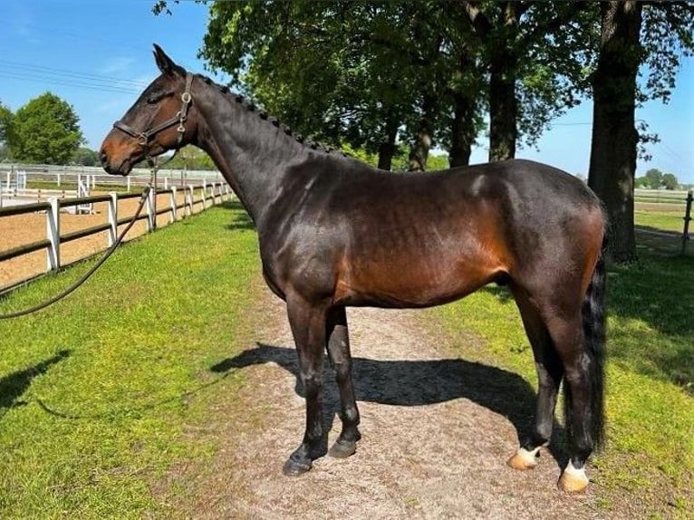 Hanoverian Gelding 4 years 16 hh Bay-Dark in Braunschweig