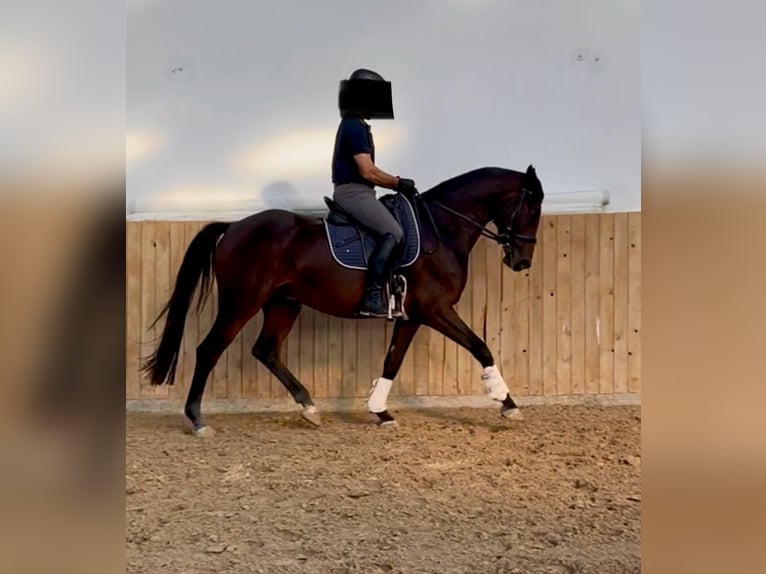 Hanoverian Gelding 4 years 16 hh Bay-Dark in Wölfersheim