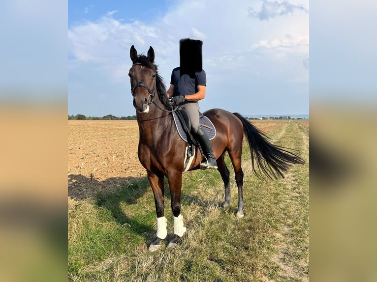 Hanoverian Gelding 4 years 16 hh Bay-Dark in Wölfersheim