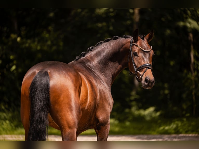 Hanoverian Gelding 4 years 16 hh Bay-Dark in Wehringen