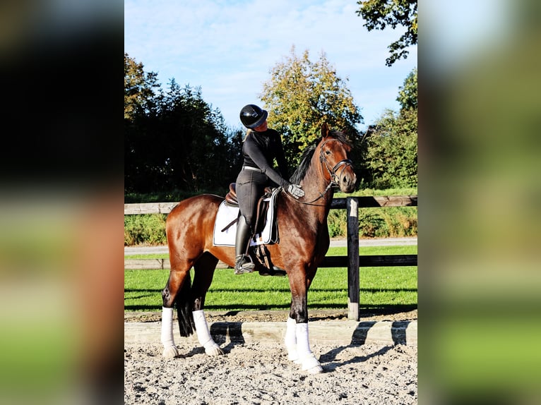 Hanoverian Gelding 4 years 16 hh Bay-Dark in Kempen