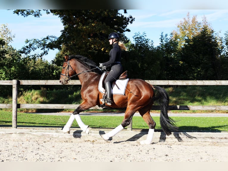 Hanoverian Gelding 4 years 16 hh Bay-Dark in Kempen