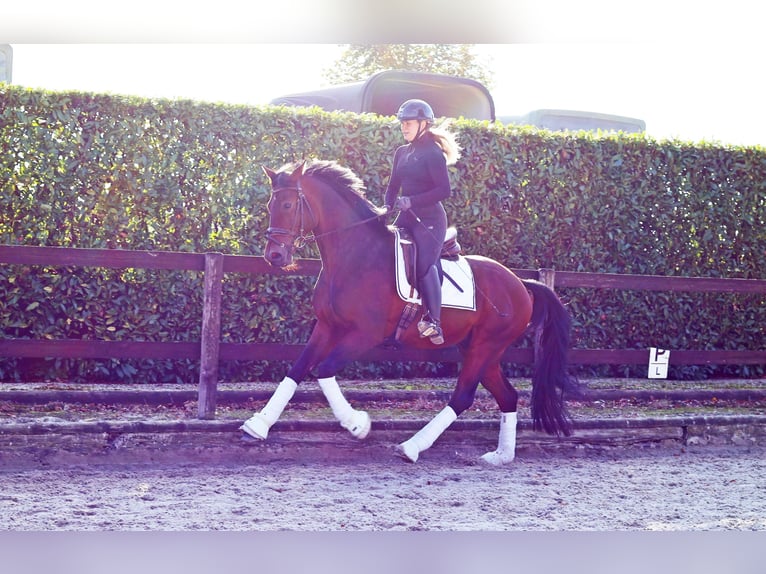 Hanoverian Gelding 4 years 16 hh Bay-Dark in Kempen