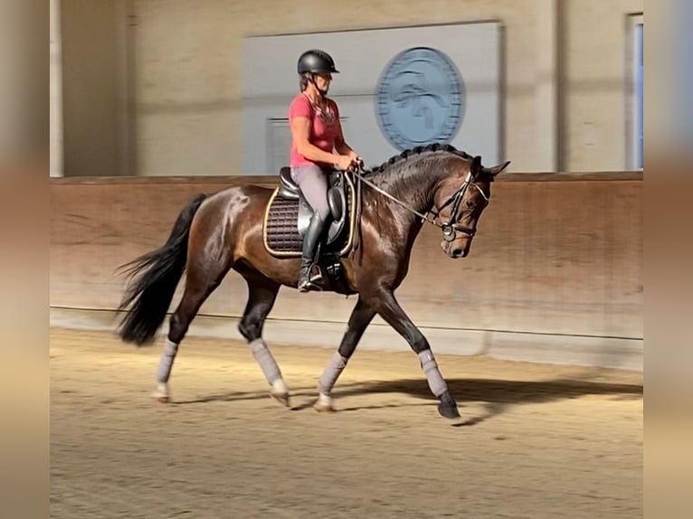 Hanoverian Gelding 4 years 16 hh Bay-Dark in Traunreut