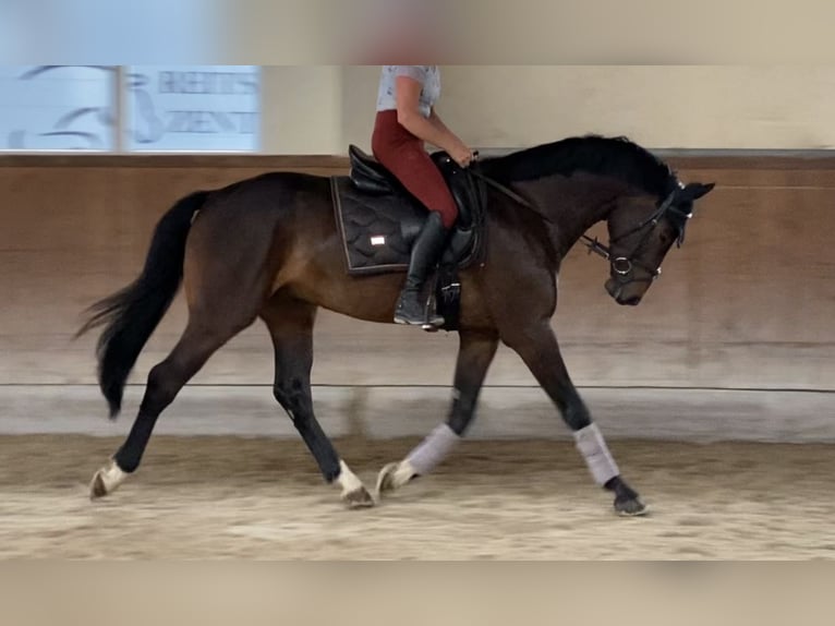 Hanoverian Gelding 4 years 16 hh Bay-Dark in Traunreut