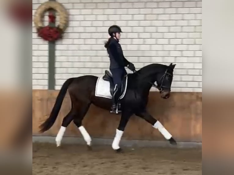 Hanoverian Gelding 4 years 16 hh Bay-Dark in WürselenWürselen