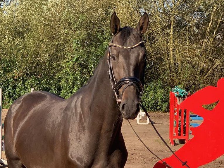 Hanoverian Gelding 4 years 16 hh Bay-Dark in Verden (Aller)