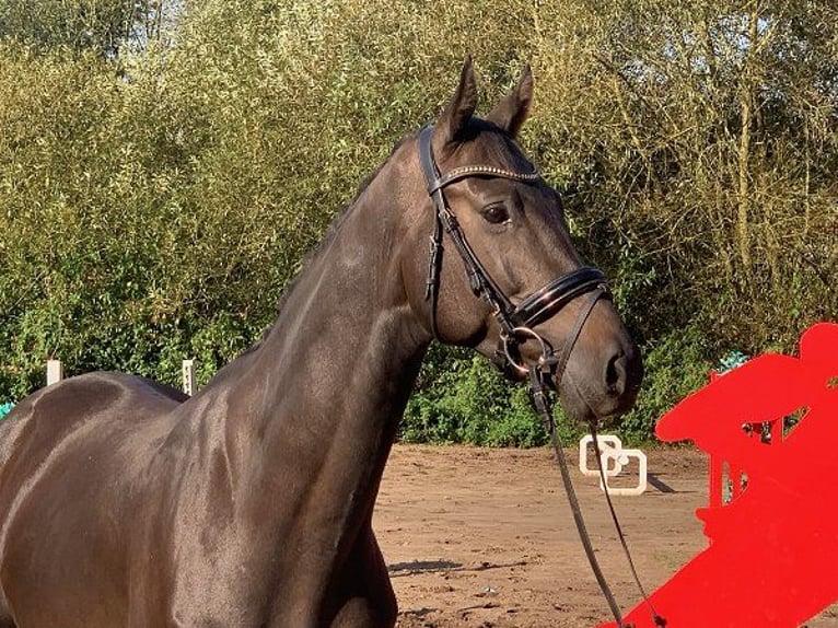 Hanoverian Gelding 4 years 16 hh Bay-Dark in Verden (Aller)