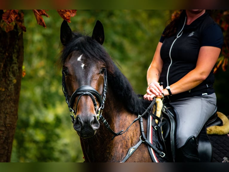 Hanoverian Gelding 4 years 16 hh Bay-Dark in Hattorf am Harz