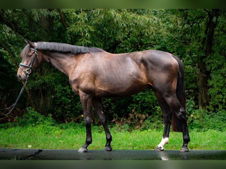 Hanoverian Gelding 4 years 16 hh Bay-Dark in Hattorf am Harz