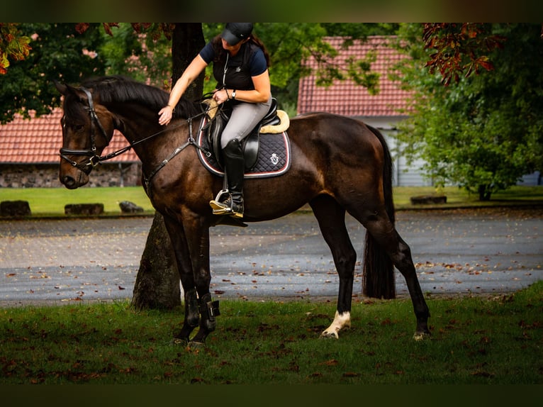 Hanoverian Gelding 4 years 16 hh Bay-Dark in Hattorf am Harz