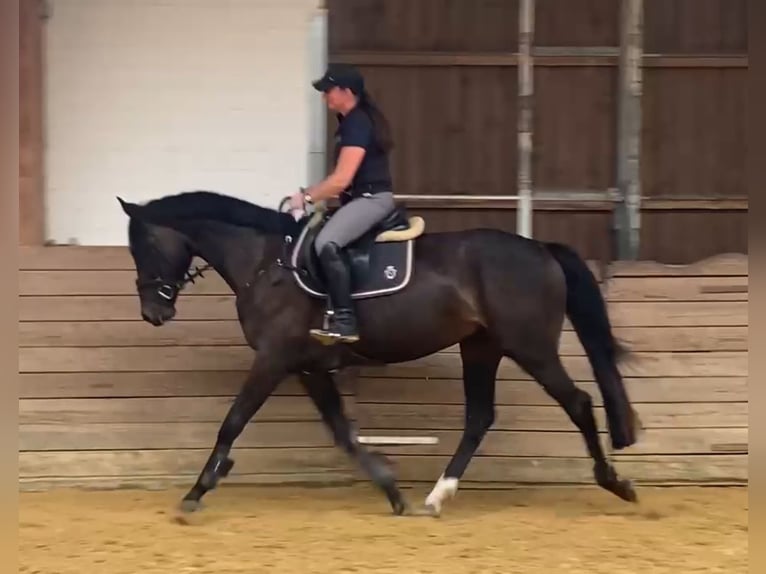 Hanoverian Gelding 4 years 16 hh Bay-Dark in Hattorf am Harz