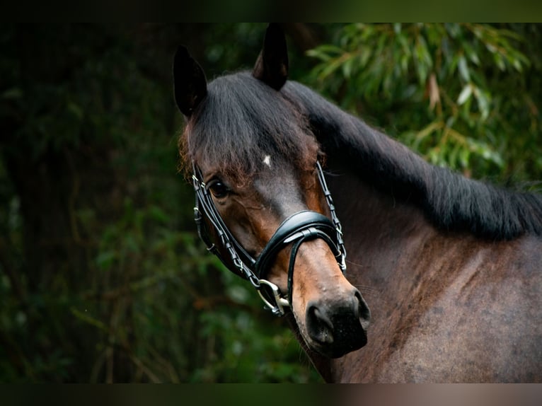 Hanoverian Gelding 4 years 16 hh Bay-Dark in Hattorf am Harz