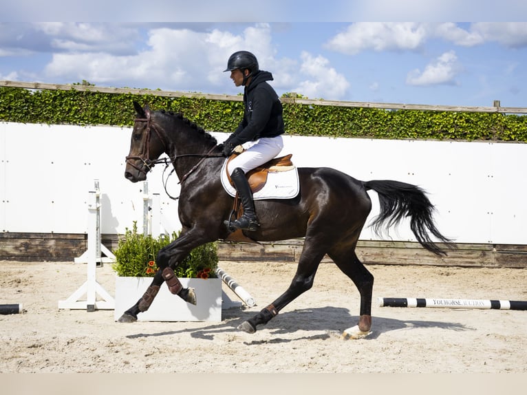 Hanoverian Gelding 4 years 16 hh Bay-Dark in Waddinxveen