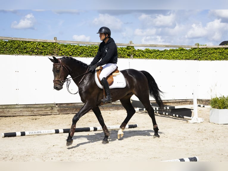 Hanoverian Gelding 4 years 16 hh Bay-Dark in Waddinxveen