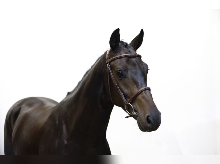 Hanoverian Gelding 4 years 16 hh Bay-Dark in Waddinxveen