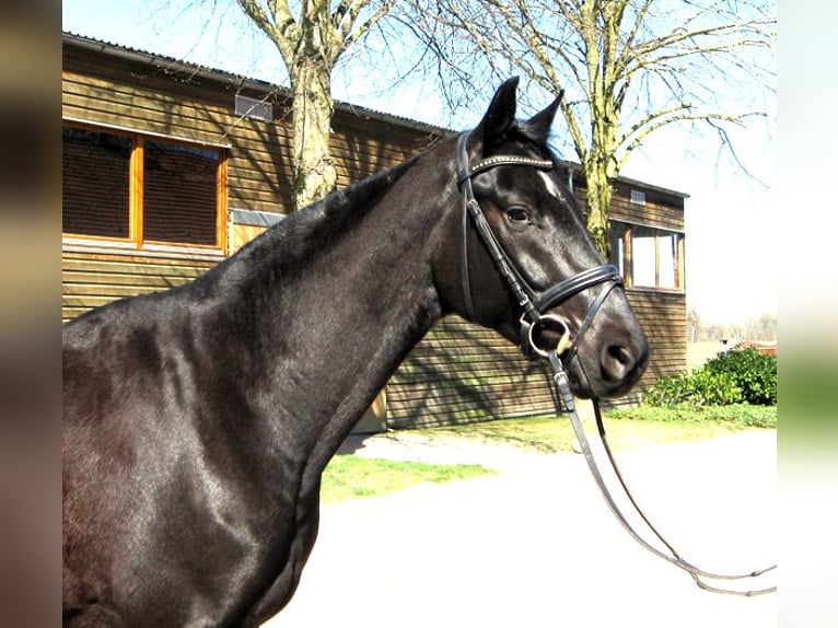 Hanoverian Gelding 4 years 16 hh Black in Ankum