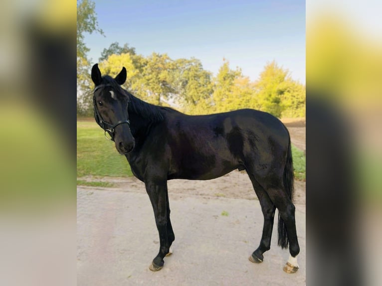 Hanoverian Gelding 4 years 16 hh Black in Hannover