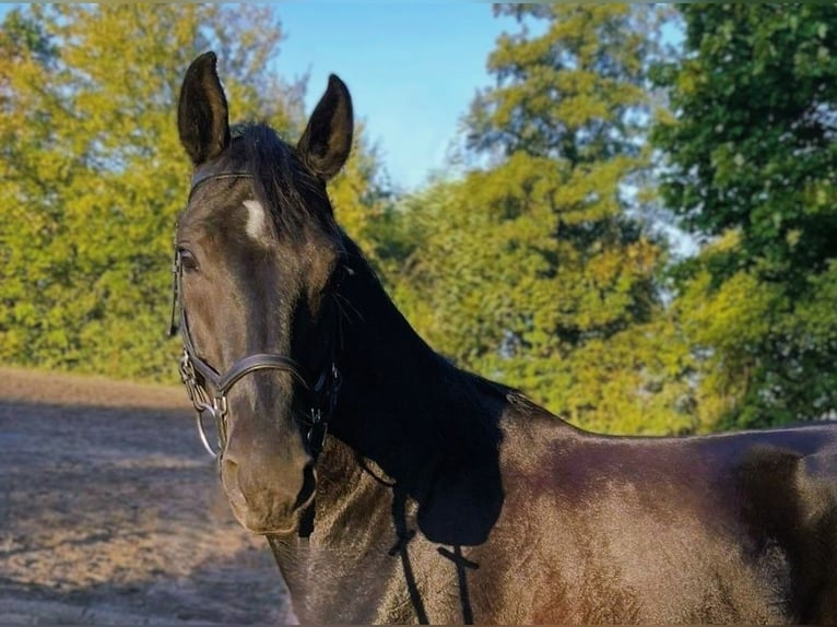 Hanoverian Gelding 4 years 16 hh Black in Hannover