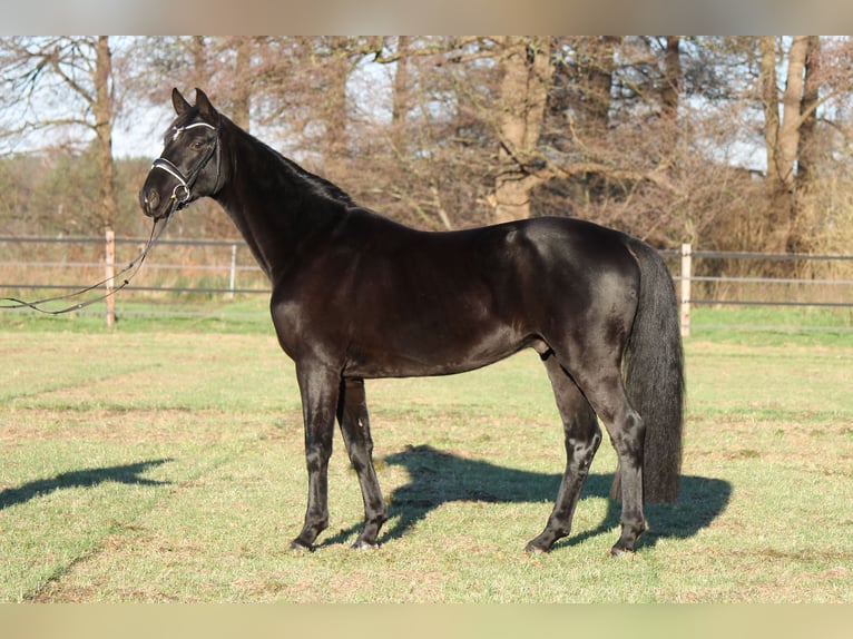 Hanoverian Gelding 4 years 16 hh Black in Adelheidsdorf