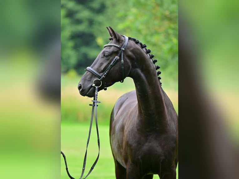 Hanoverian Gelding 4 years 16 hh Black in Zossen