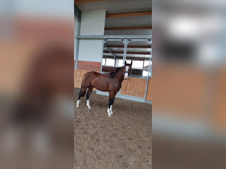 Hanoverian Gelding 4 years 16 hh Brown in Niedersachsen