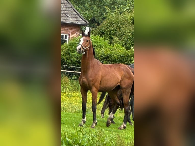 Hanoverian Gelding 4 years 16 hh Brown in Norderstedt