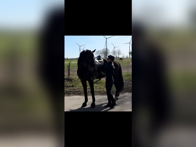 Hanoverian Gelding 4 years 16 hh Brown in Nutteln