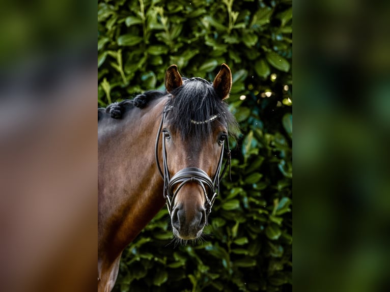 Hanoverian Gelding 4 years 16 hh Brown in Krefeld