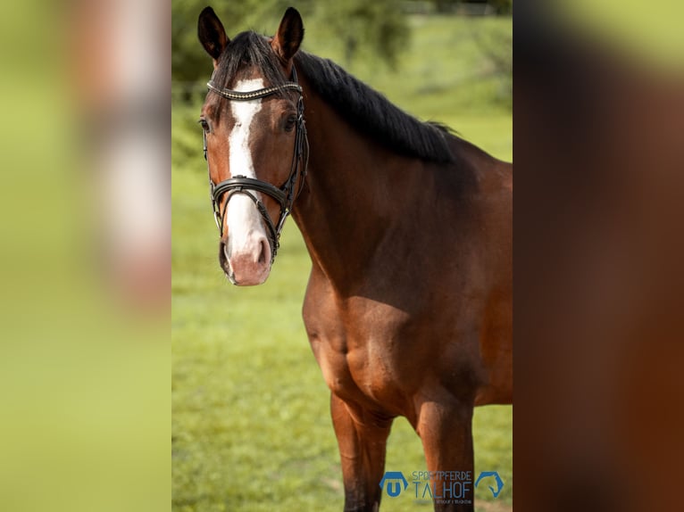 Hanoverian Gelding 4 years 16 hh Brown in Korntal-M&#xFC;nchingen