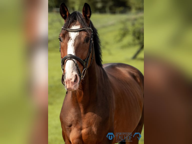 Hanoverian Gelding 4 years 16 hh Brown in Korntal-M&#xFC;nchingen