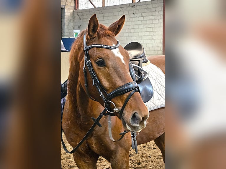 Hanoverian Gelding 4 years 16 hh Chestnut in Scharnebeck