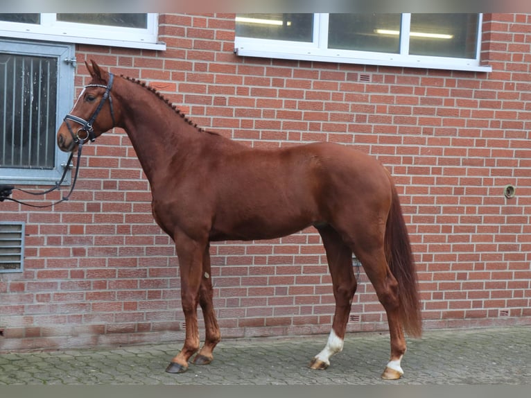Hanoverian Gelding 4 years 16 hh Chestnut-Red in Celle