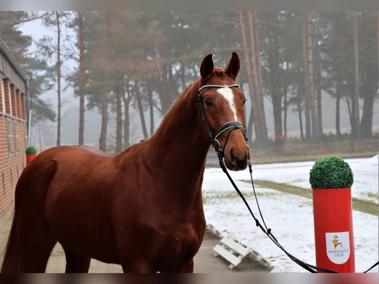 Hanoverian Gelding 4 years 16 hh Chestnut-Red in Celle