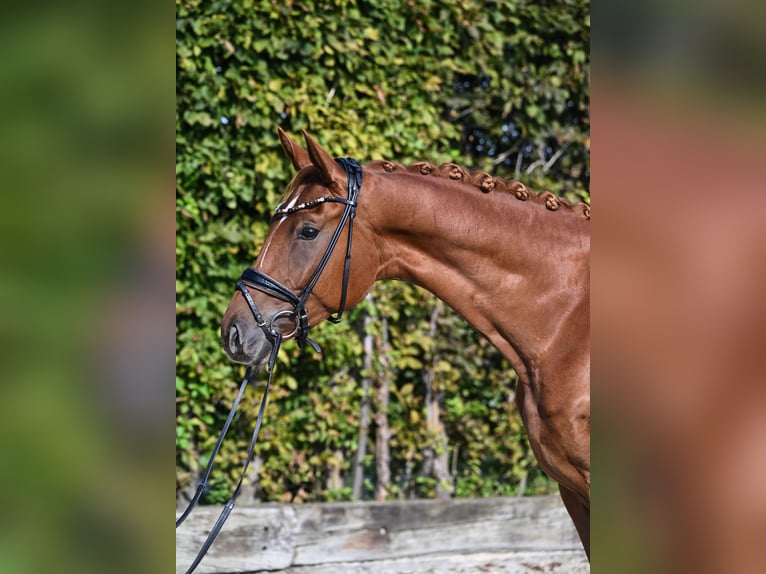 Hanoverian Gelding 4 years 16 hh Chestnut-Red in Rosenheim