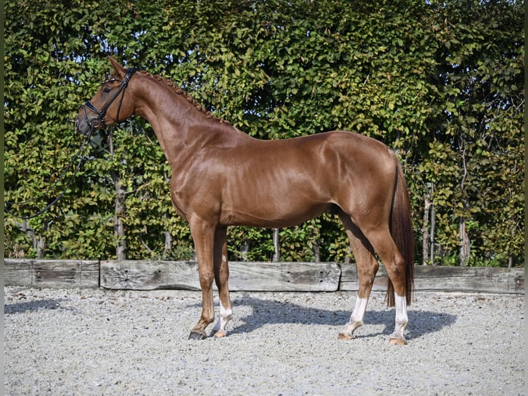 Hanoverian Gelding 4 years 16 hh Chestnut-Red in Rosenheim