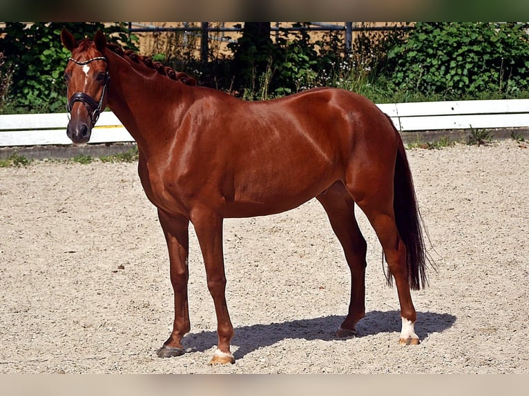 Hanoverian Gelding 4 years 16 hh Chestnut-Red in Bad Wörishofen