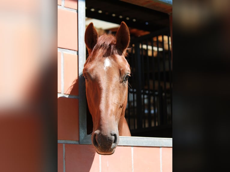 Hanoverian Gelding 4 years 16 hh Chestnut-Red in Hepstedt