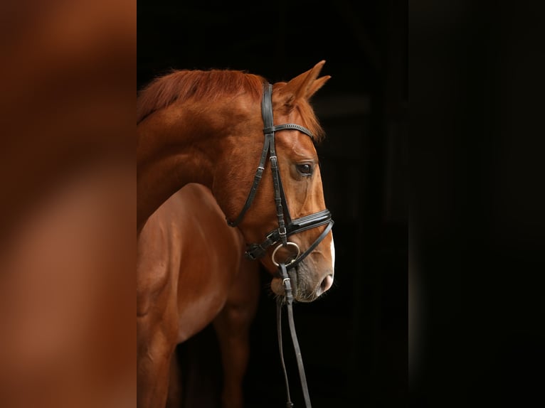 Hanoverian Gelding 4 years 16 hh Chestnut-Red in Landesbergen