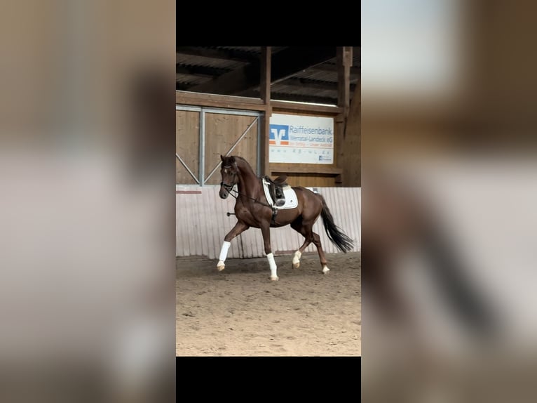 Hanoverian Gelding 4 years 16 hh Chestnut-Red in Schenklengsfeld