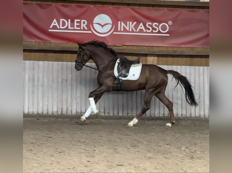 Hanoverian Gelding 4 years 16 hh Chestnut-Red in Schenklengsfeld