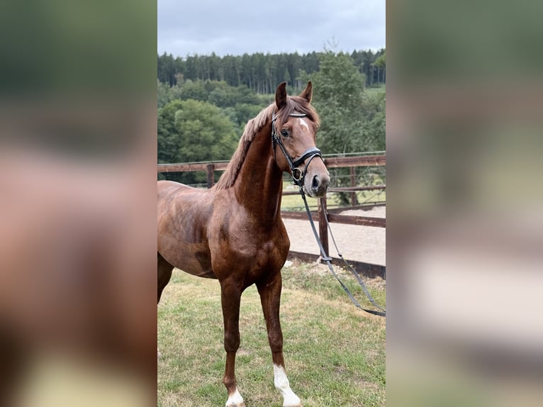 Hanoverian Gelding 4 years 16 hh Chestnut-Red in Schenklengsfeld