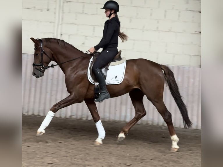 Hanoverian Gelding 4 years 16 hh Chestnut-Red in Schenklengsfeld
