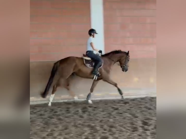 Hanoverian Gelding 4 years 16 hh Chestnut-Red in Winsen/Aller