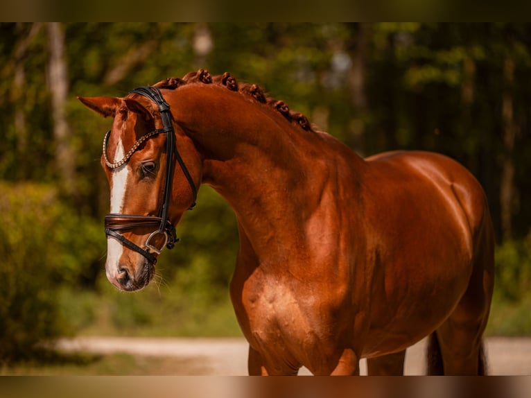 Hanoverian Gelding 4 years 16 hh Chestnut-Red in Wehringen