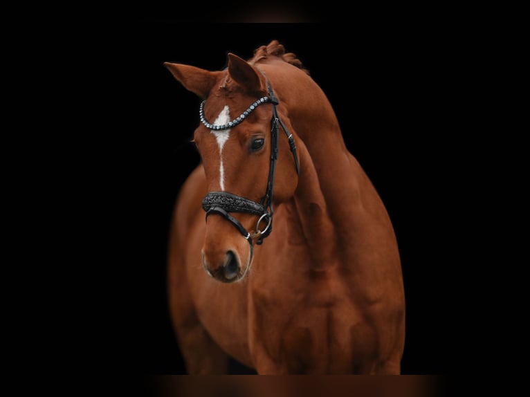 Hanoverian Gelding 4 years 16 hh Chestnut-Red in Wehringen