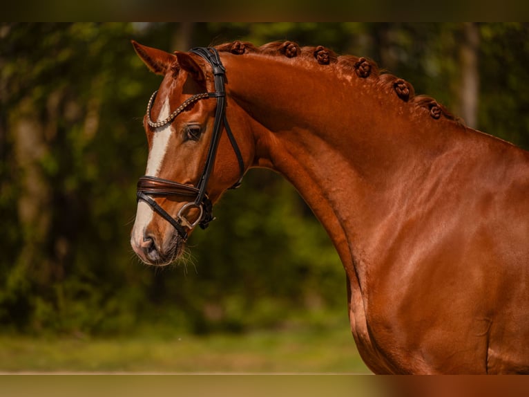 Hanoverian Gelding 4 years 16 hh Chestnut-Red in Wehringen