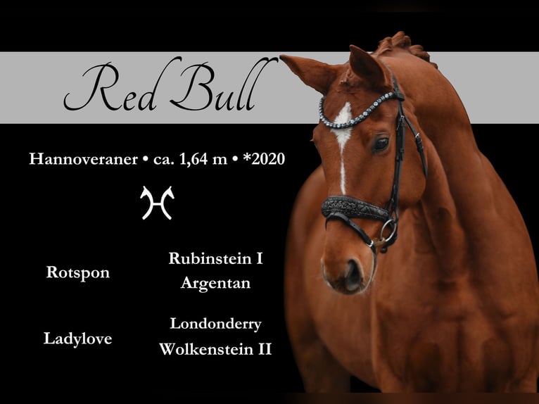 Hanoverian Gelding 4 years 16 hh Chestnut-Red in Wehringen